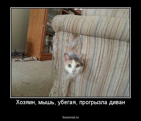 Хозяин, мышь, убегая, прогрызла диван