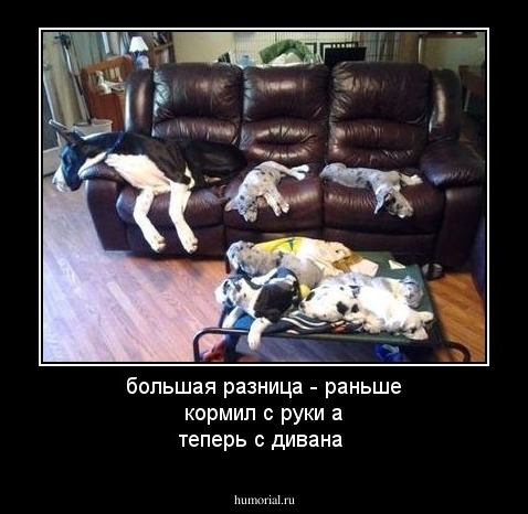 большая разница - раньше кормил с руки а теперь с дивана