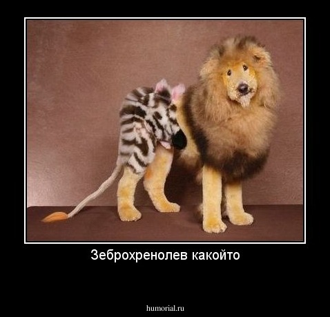 Зеброхренолев какойто
