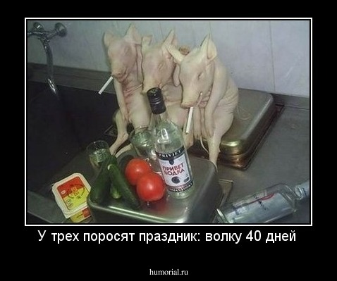 У трех поросят праздник: волку 40 дней 