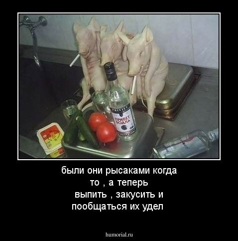 были они рысаками когда то , а теперь выпить , закусить и пообщаться их удел