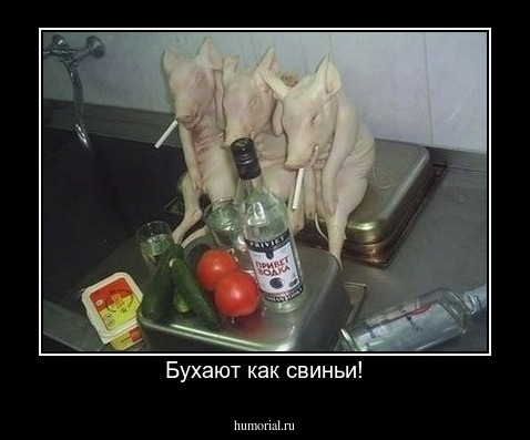 Бухают как свиньи!