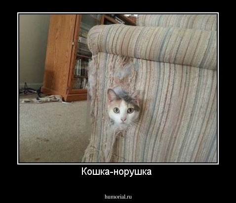Кошка-норушка 