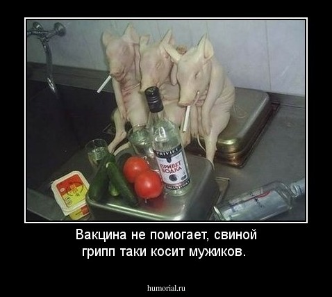 Вакцина не помогает, свиной грипп таки косит мужиков.