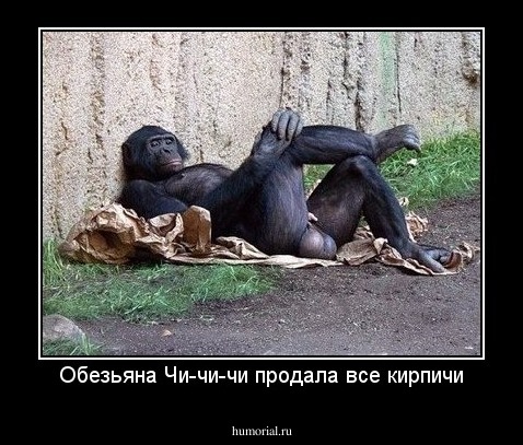 Обезьяна Чи-чи-чи продала все кирпичи