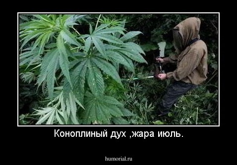 Коноплиный дух ,жара июль.