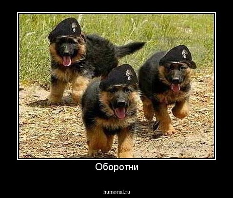 Оборотни
