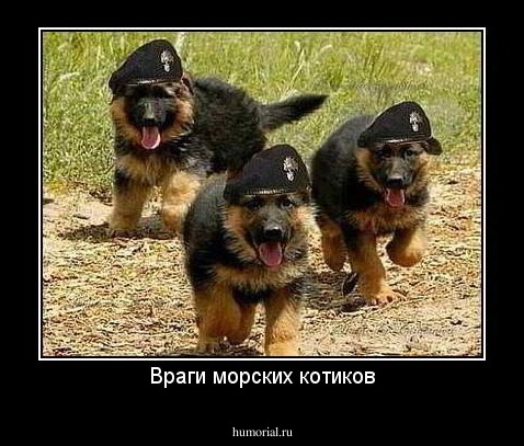 Враги морских котиков