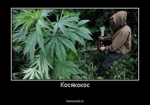 Косякокос