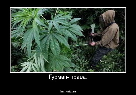 Гурман- трава.