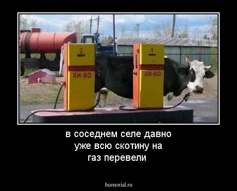 в соседнем селе давно уже всю скотину на газ перевели