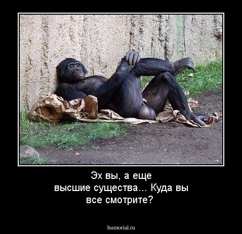 Эх вы, а еще высшие существа... Куда вы все смотрите? 