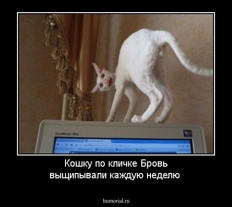 Кошку по кличке Бровь выщипывали каждую неделю