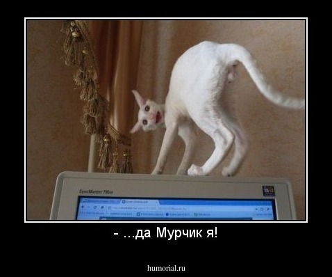 - ...да Мурчик я!