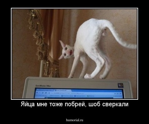Яйца мне тоже побрей, шоб сверкали