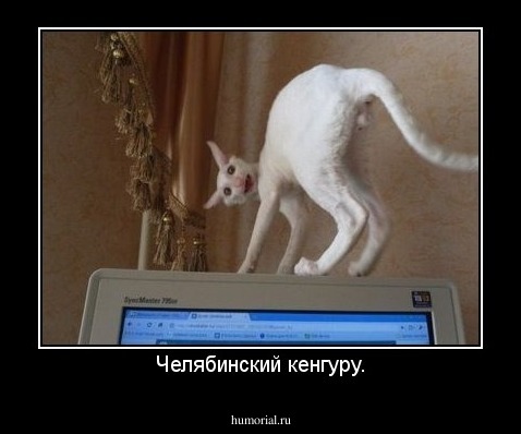 Челябинский кенгуру.