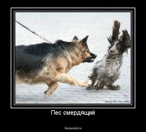 Пес смердящий