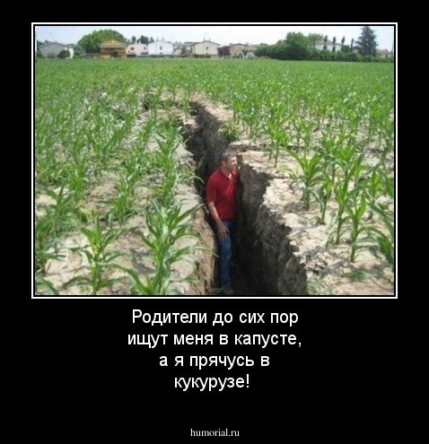 Родители до сих пор ищут меня в капусте, а я прячусь в кукурузе!