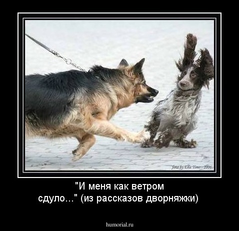 "И меня как ветром сдуло..." (из рассказов дворняжки)