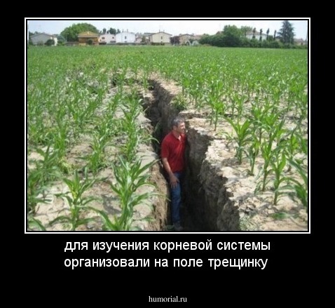 для изучения корневой системы организовали на поле трещинку