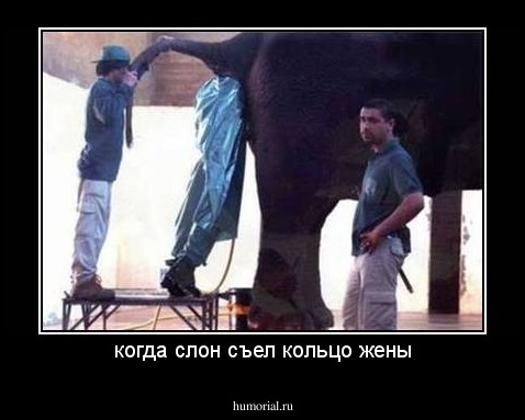 когда слон съел кольцо жены