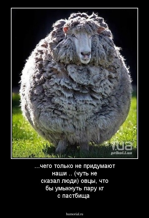 ...чего только не придумают наши .. (чуть не сказал  люди) овцы, что бы умыкнуть пару кг с пастбища 