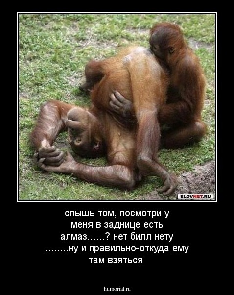 слышь том, посмотри у меня в заднице есть алмаз......? нет билл нету ........ну и правильно-откуда ему там взяться