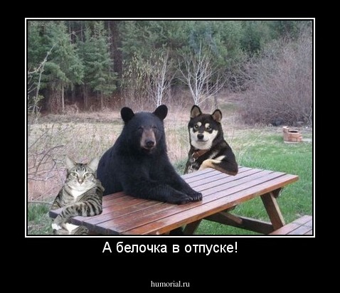 А белочка в отпуске!