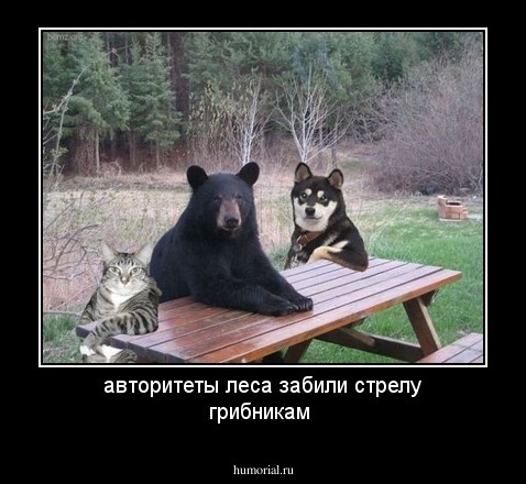 авторитеты леса забили стрелу грибникам