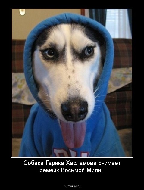 Собака Гарика Харламова снимает ремейк Восьмой Мили.