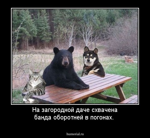 На загородной даче схвачена банда оборотней в погонах.