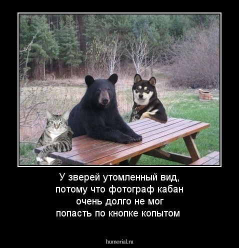 У зверей утомленный вид, потому что фотограф кабан очень долго не мог попасть по кнопке копытом