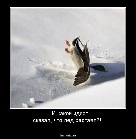 - И какой идиот сказал, что лед растаял?! 