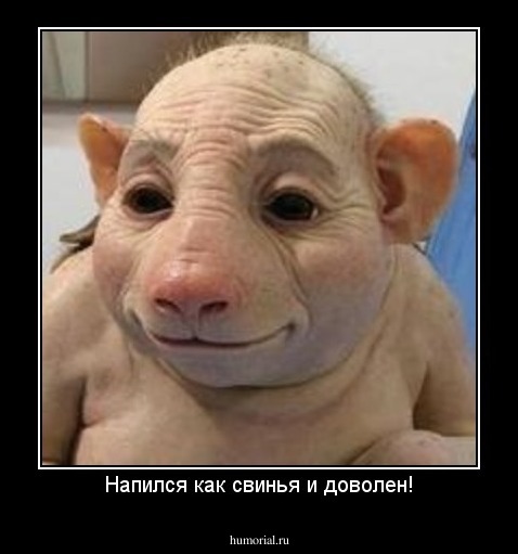 Напился как свинья и доволен!