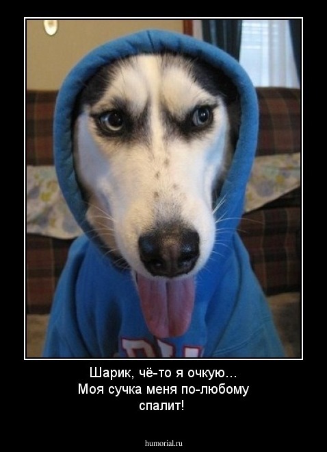Шарик, чё-то я очкую... Моя сучка меня по-любому спалит!