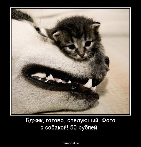 Бджик, готово, следующий. Фото с собакой! 50 рублей!
