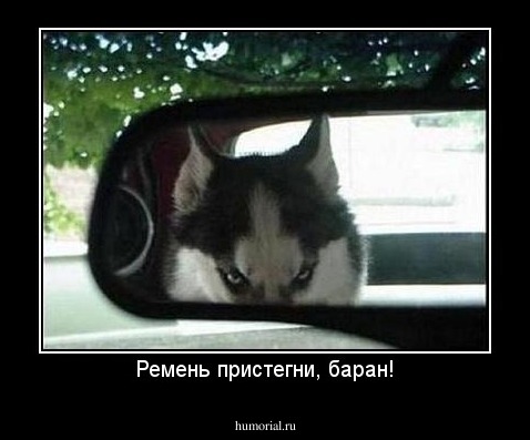 Ремень пристегни, баран!