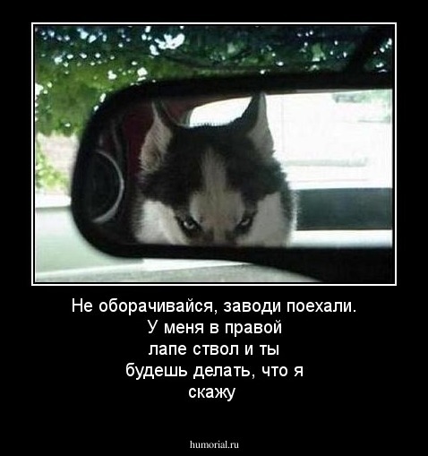  Не оборачивайся, заводи поехали.  У меня в правой лапе ствол и ты будешь делать, что я скажу
