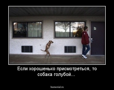 Если хорошенько присмотреться, то собака голубой...