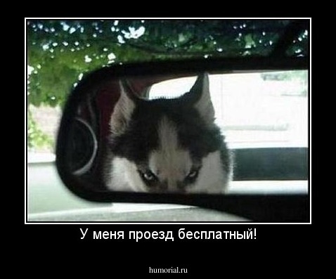 У меня проезд бесплатный!