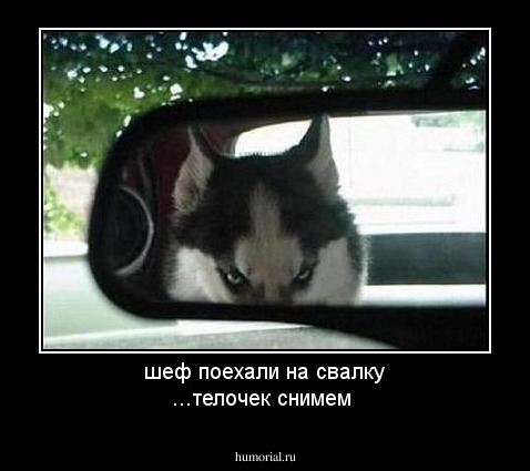 шеф поехали на свалку ...телочек снимем 