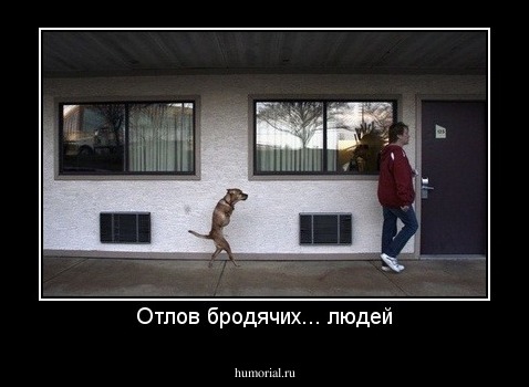 Отлов бродячих... людей