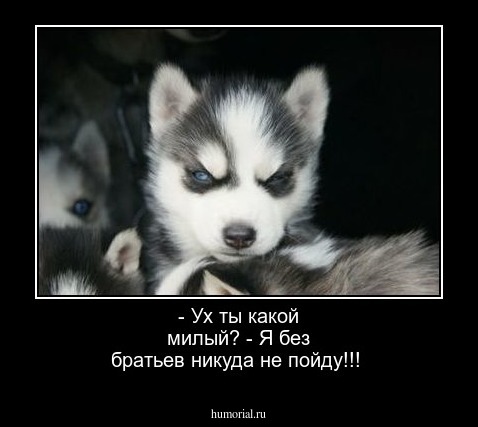 - Ух ты какой милый? - Я без братьев никуда не пойду!!!