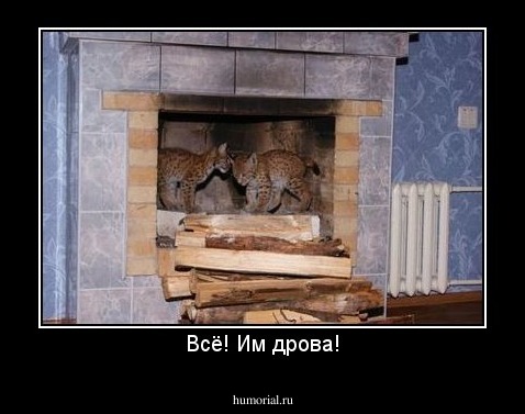 Всё! Им дрова!