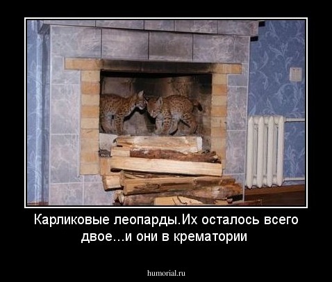 Карликовые леопарды.Их осталось всего двое...и они в крематории