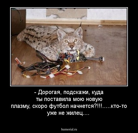 - Дорогая, подскажи, куда ты поставила мою новую плазму, скоро футбол начнется?!!!.....кто-то уже не жилец....