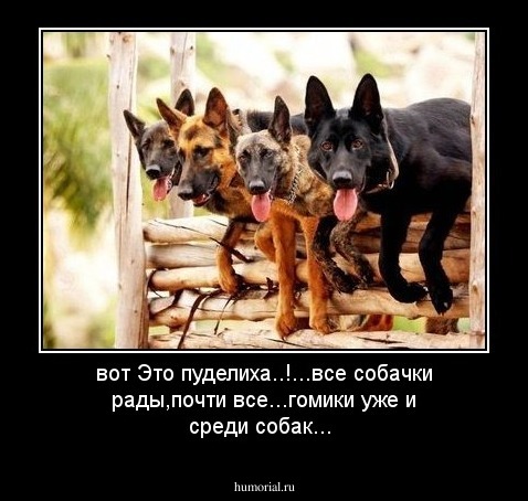 вот Это пуделиха..!...все собачки рады,почти все...гомики уже и среди собак...