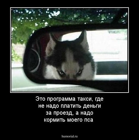 Это программа такси, где не надо платить деньги за проезд, а надо кормить моего пса