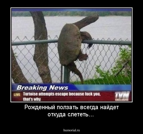 Рожденный ползать всегда   найдет откуда слететь...