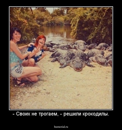 - Своих не трогаем, - решили крокодилы.